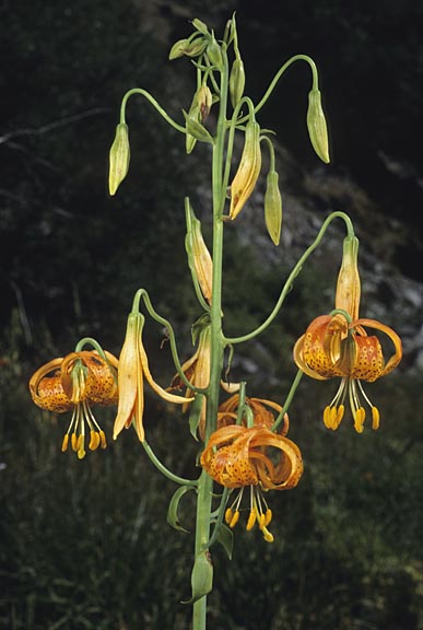 lilium pardalinum 3 graphic